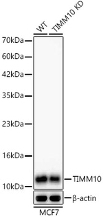 TIMM10 Antibody in Western Blot (WB)