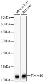 TIMM10 Antibody in Western Blot (WB)
