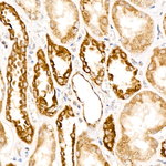 DBT Antibody in Immunohistochemistry (Paraffin) (IHC (P))