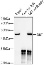 DBT Antibody in Immunoprecipitation (IP)