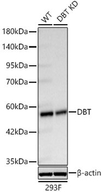 DBT Antibody in Western Blot (WB)
