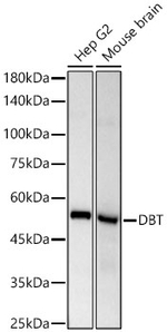DBT Antibody in Western Blot (WB)
