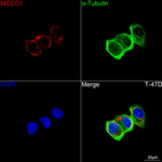 MCCC1 Recombinant Rabbit Monoclonal Antibody (4B4B7)