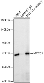 MCCC1 Antibody in Immunoprecipitation (IP)