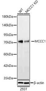 MCCC1 Antibody in Western Blot (WB)