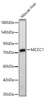 MCCC1 Antibody in Western Blot (WB)