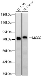 MCCC1 Antibody in Western Blot (WB)