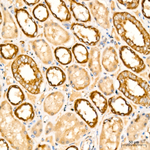 MAVS Antibody in Immunohistochemistry (Paraffin) (IHC (P))