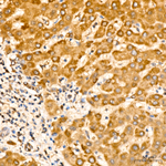 MAVS Antibody in Immunohistochemistry (Paraffin) (IHC (P))
