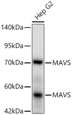 MAVS Antibody in Western Blot (WB)