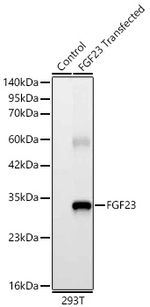 FGF23 Antibody in Western Blot (WB)