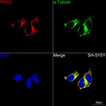PRG2 Recombinant Rabbit Monoclonal Antibody (6V5O1)