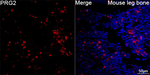 PRG2 Antibody in Immunohistochemistry (Paraffin) (IHC (P))