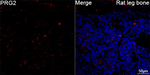 PRG2 Antibody in Immunohistochemistry (Paraffin) (IHC (P))