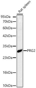 PRG2 Antibody in Western Blot (WB)