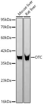 OTC Antibody in Western Blot (WB)