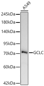 GCLC Antibody in Western Blot (WB)