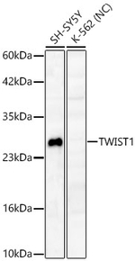 TWIST1 Antibody in Western Blot (WB)