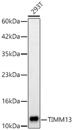 TIMM13 Antibody in Western Blot (WB)