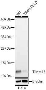 TIMM13 Antibody in Western Blot (WB)