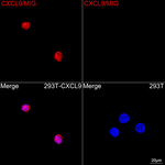 CXCL9 Antibody in Immunocytochemistry (ICC/IF)