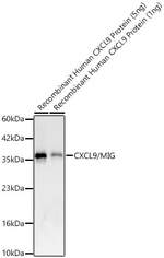 CXCL9 Antibody in Western Blot (WB)