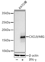 CXCL9 Antibody in Western Blot (WB)