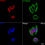 PTBP1 Antibody in Immunocytochemistry (ICC/IF)
