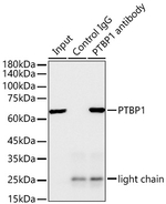 PTBP1 Antibody in Immunoprecipitation (IP)