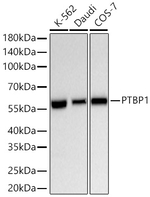 PTBP1 Antibody in Western Blot (WB)