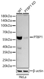 PTBP1 Antibody in Western Blot (WB)