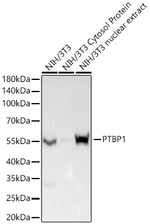 PTBP1 Antibody in Western Blot (WB)