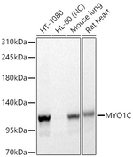 MYO1C Antibody in Western Blot (WB)
