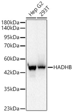 HADHB Antibody in Western Blot (WB)