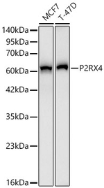 P2X4 Antibody in Western Blot (WB)