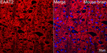 GLT-1 Antibody in Immunohistochemistry (Paraffin) (IHC (P))
