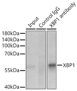 XBP1 Antibody in Immunoprecipitation (IP)