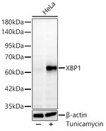 XBP1 Antibody in Western Blot (WB)
