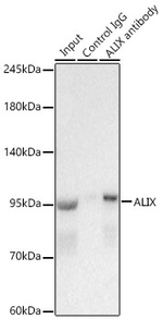 Alix Antibody in Immunoprecipitation (IP)