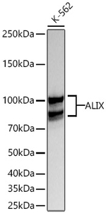 Alix Antibody in Western Blot (WB)