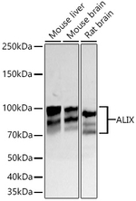 Alix Antibody in Western Blot (WB)