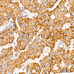 Cyclophilin F Antibody in Immunohistochemistry (Paraffin) (IHC (P))