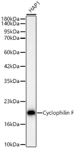 Cyclophilin F Antibody in Western Blot (WB)