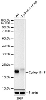 Cyclophilin F Antibody in Western Blot (WB)