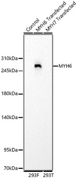 MYH6 Antibody in Western Blot (WB)