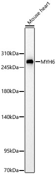 MYH6 Antibody in Western Blot (WB)