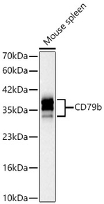 CD79b Antibody in Western Blot (WB)