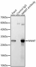 NNMT Antibody in Immunoprecipitation (IP)