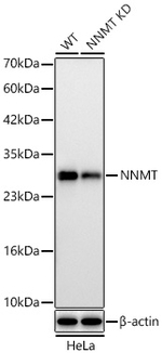 NNMT Antibody in Western Blot (WB)