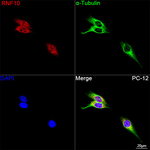 RNF10 Antibody in Immunocytochemistry (ICC/IF)